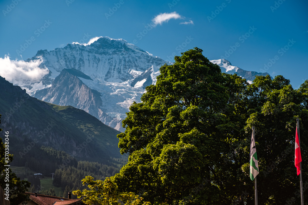 Landscape image with some trees with green foliage and the famous snow capped Jungfrau mountain in the background, seen from Wengen in canton Bern, Switzerland on bright summer day.