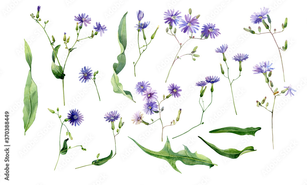 Set of watercolor blue wild flowers and leaves isolated on white background