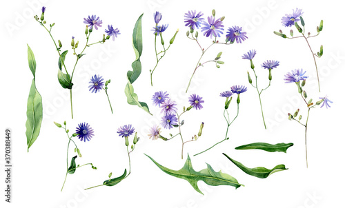 Set of watercolor blue wild flowers and leaves isolated on white background