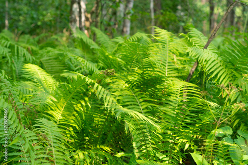 Dense thickets of fern in the forest.