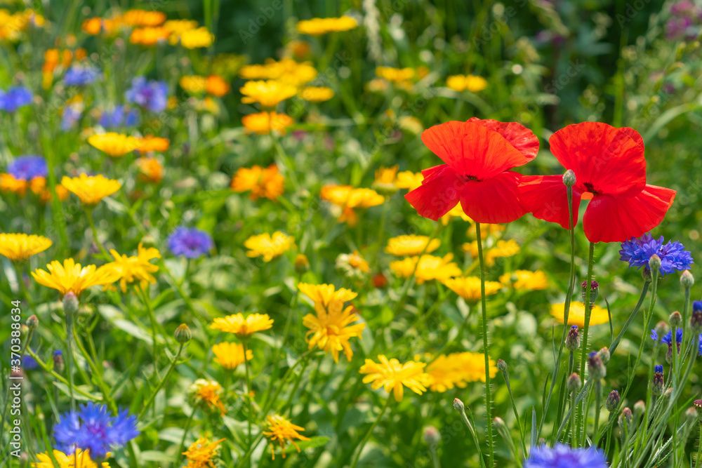 yellow, blue and red wildflowers. Horizontal