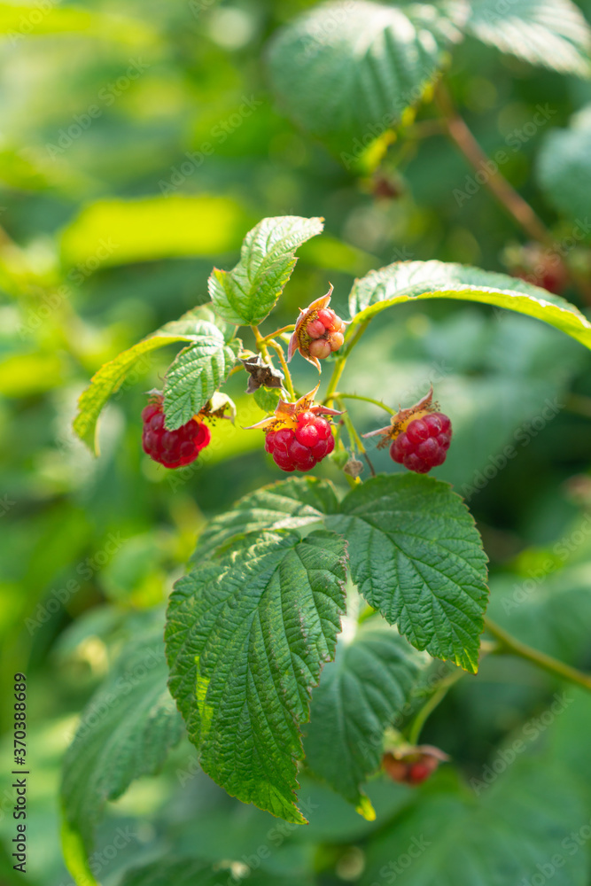 Ripe raspberry on a bush in the garden on a sunny day Ripe raspberry on a bush in the garden on a sunny day