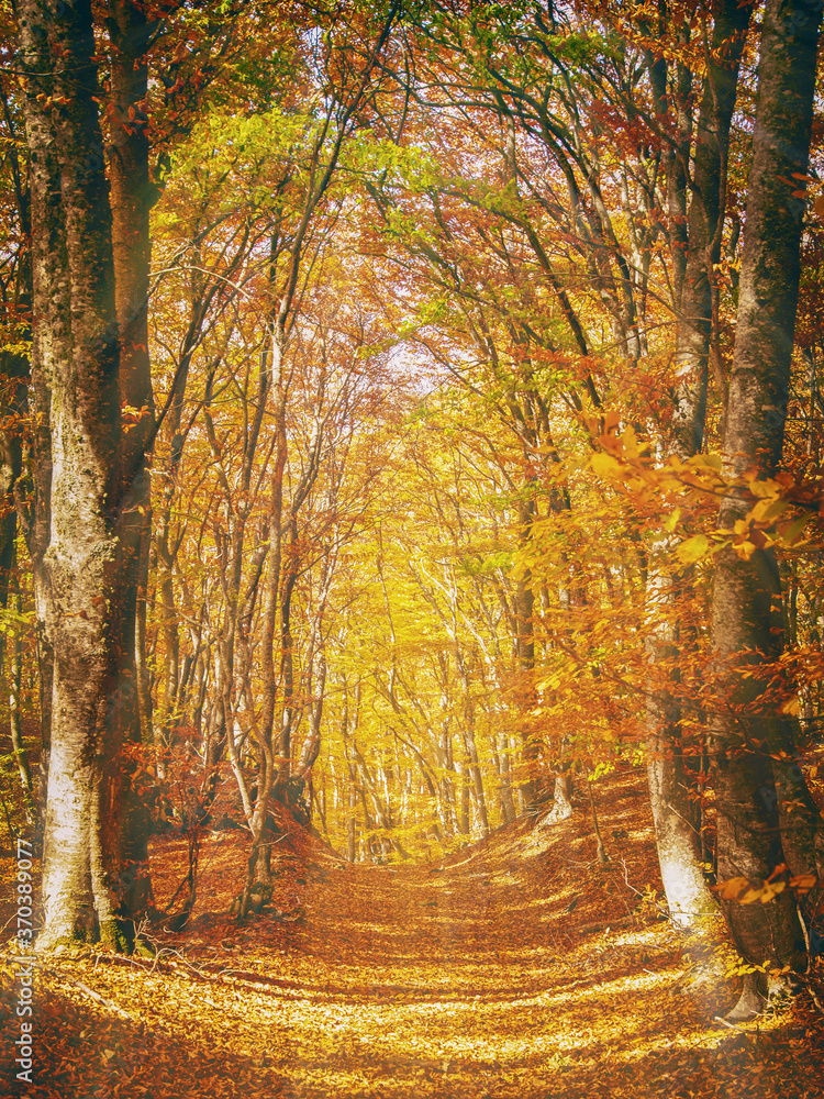 Picturesque colorful autumn forest landscape