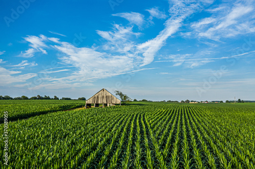 corn field, barn, and blue sky