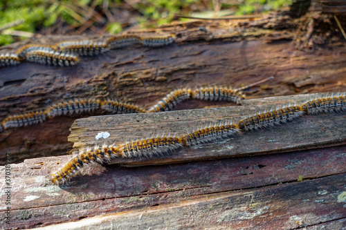 Thaumetopoea pinivora, the eastern pine processionary  walking on bark of pine tree