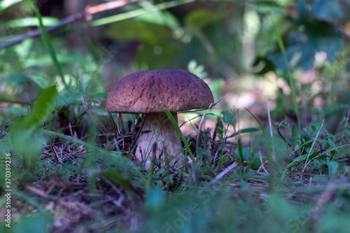 A lone mushroom hog in a dark clearing in a dense forest.