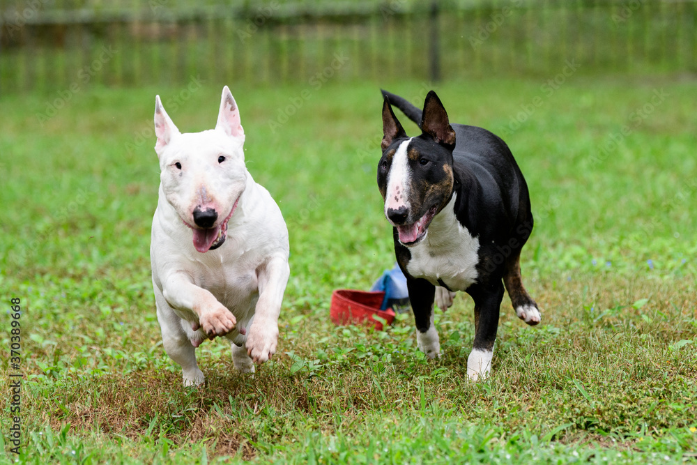 Two mini bull terriers running and playing outside