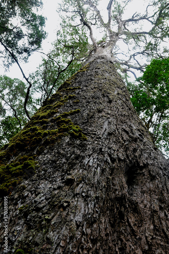 Some of the largest Outeniqua yellowwoods occur in the Knysna-Amatole montane forests photo