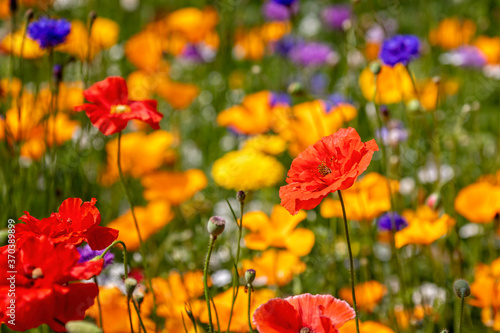 Close up of beautiful red and yellow poppies in wild flower garden