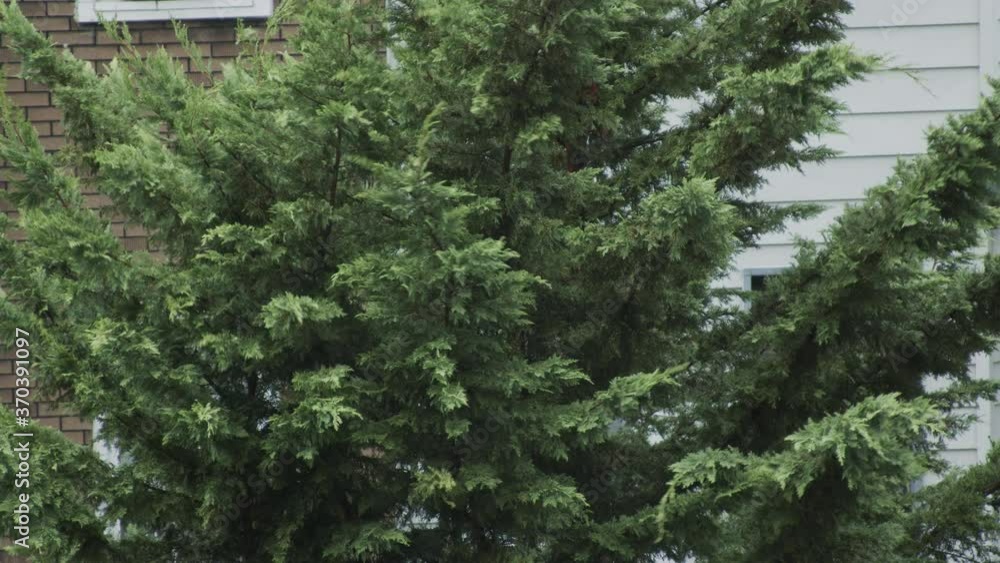 Tree Blows Aggressively During a Rainstorm In The Summer Tree Blows Aggressively During a Rainstorm In The Summer