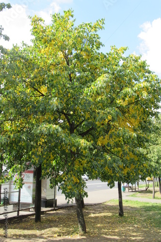Russia, Moscow, Trees, august 2020 (4)