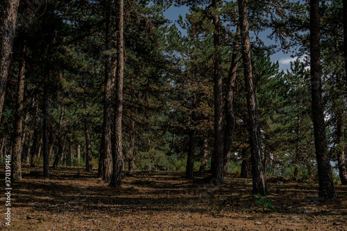 Landscape with the image of summer forest. Great forest of pine trees.