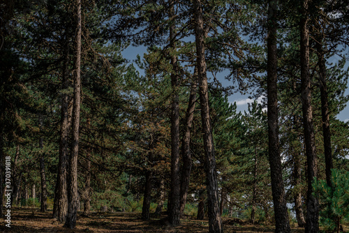 Landscape with the image of summer forest. Great forest of pine trees.