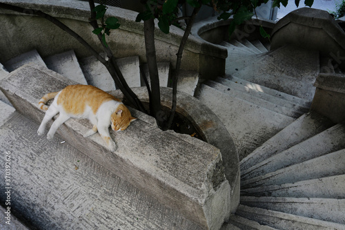 Photography A stray cat sleeps on top of the historical Kamondo stairs, next to Bankalar street in Beyoglu district, Istanbul, Turkey