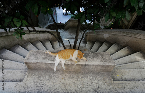 Photography A stray cat sleeps on top of the historical Kamondo stairs, next to Bankalar street in Beyoglu district, Istanbul, Turkey