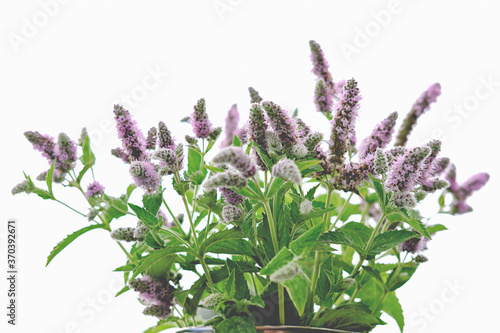 Tableau sur toile catmint or catnip flowers bouquet on a white background