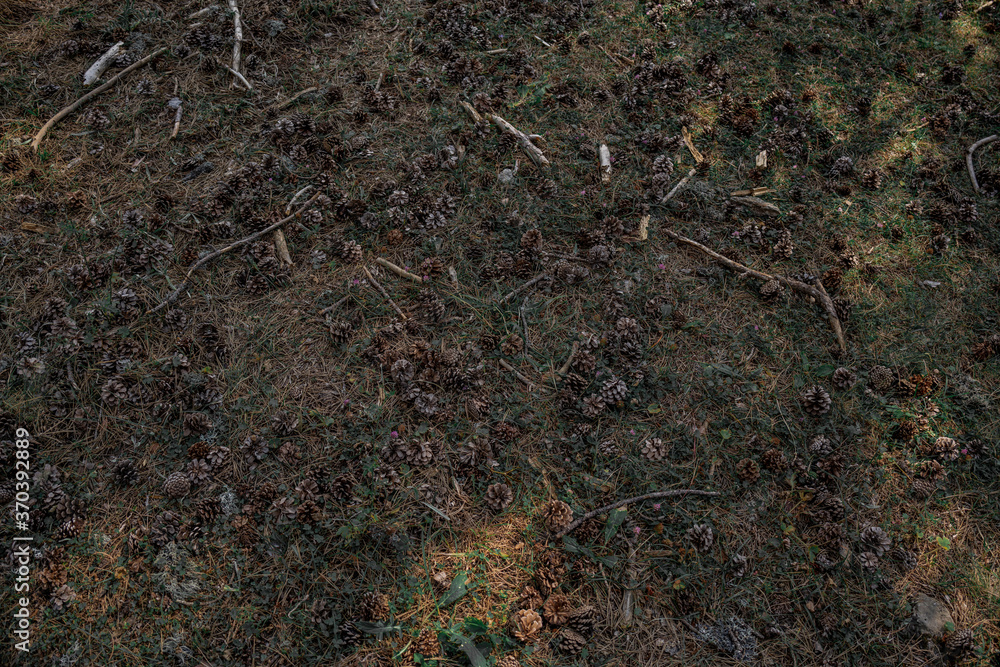 Several pine cones falling on the ground in the forest in a summer day. Several pine cones falling on the ground in the forest in a summer day.