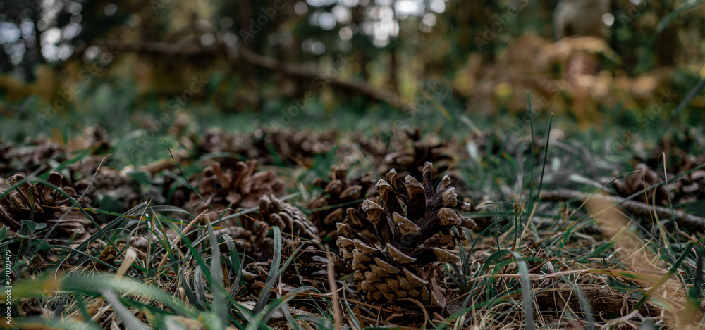 Several pine cones falling on the ground in the forest in a summer day.