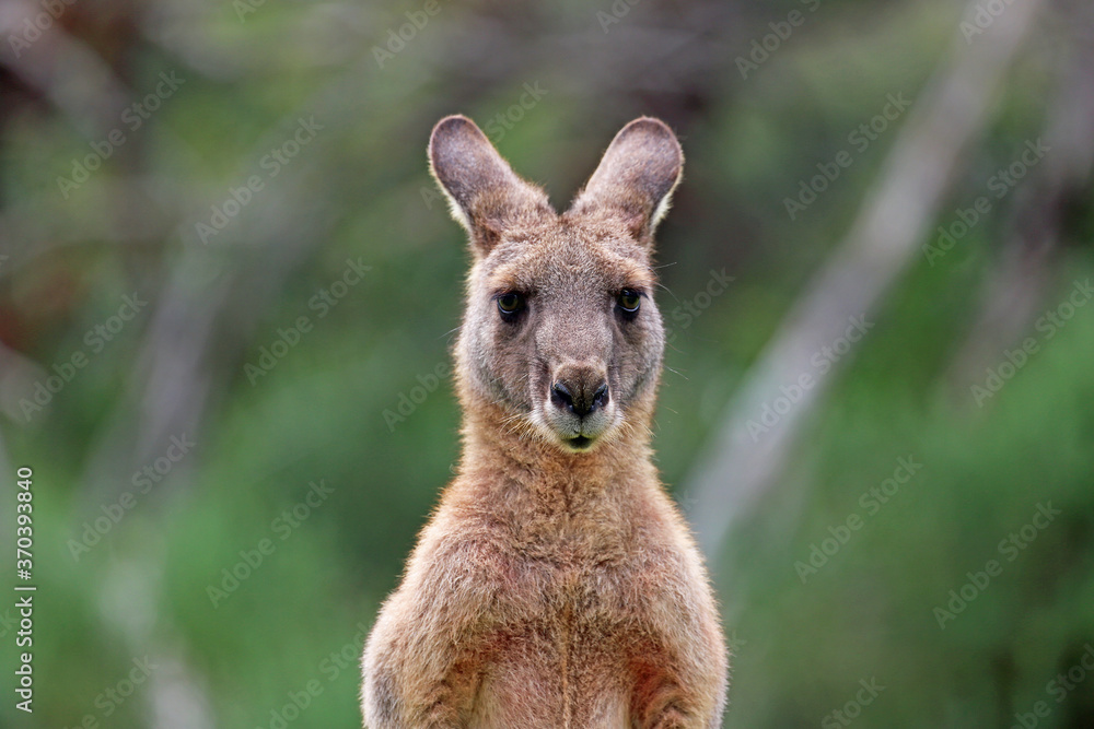 Kangaroo portrait - Anglesea golf course in Victoria, Australia Kangaroo portrait - Anglesea golf course in Victoria, Australia