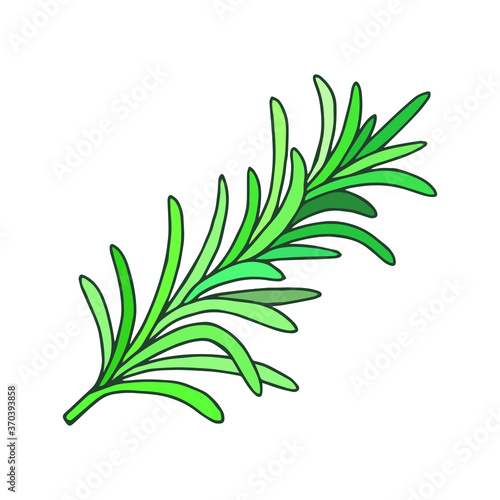Rosemary plant. Vector stock illustration eps10