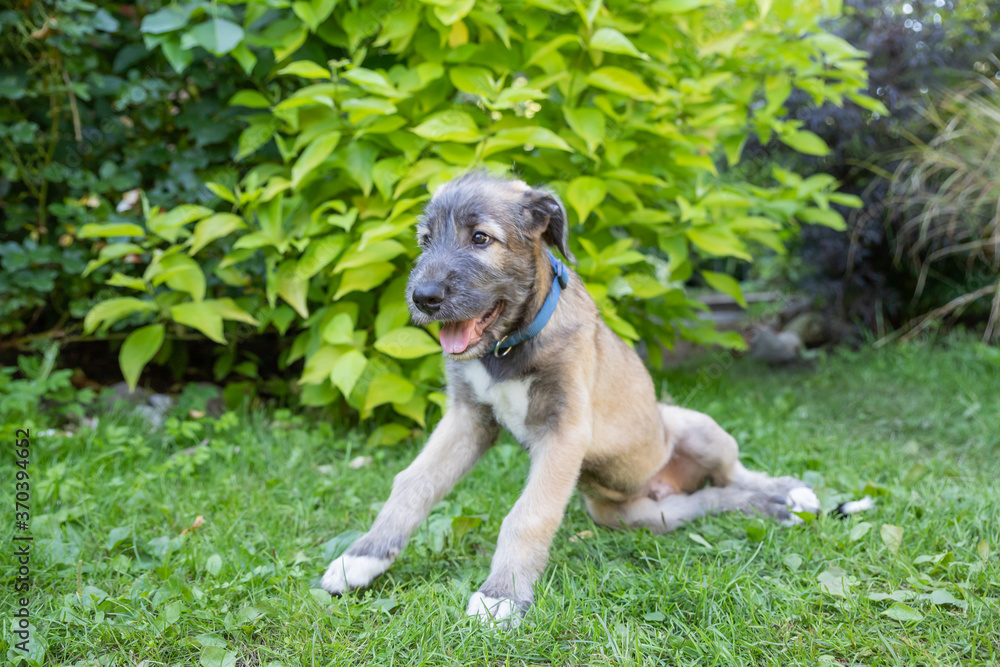 Puppy irish wolfhound dog on meadow in the park during the morning walking.Portrait a nice wolfhound lying in the grass.