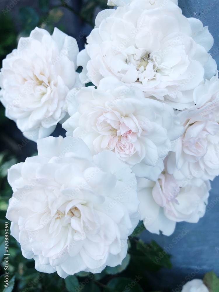 Beautiful white roses in the garden macro Beautiful white roses in the garden macro