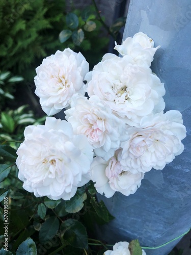 Beautiful white roses in the garden macro 