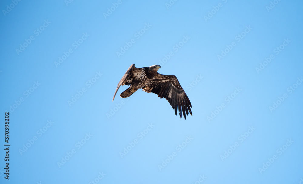 Fototapeta premium Juvenile Bald Eagle