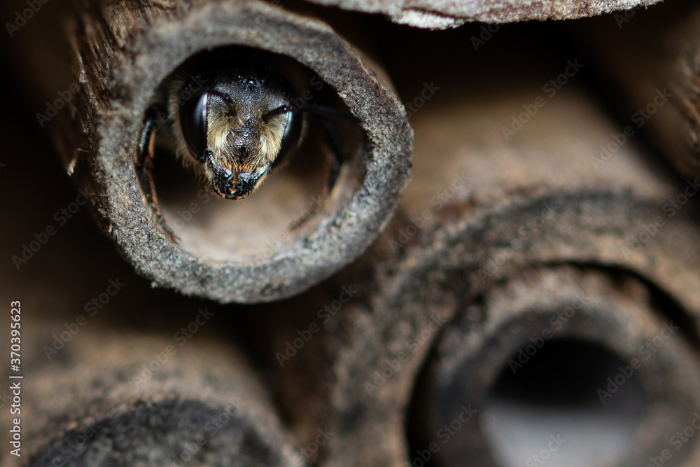 Close up photo of a bee head looking out from a hole in an insect hotel Close up photo of a bee head looking out from a hole in an insect hotel