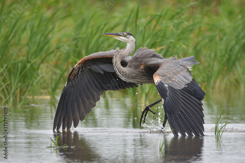Photo Great Blue Heron landing in marsh