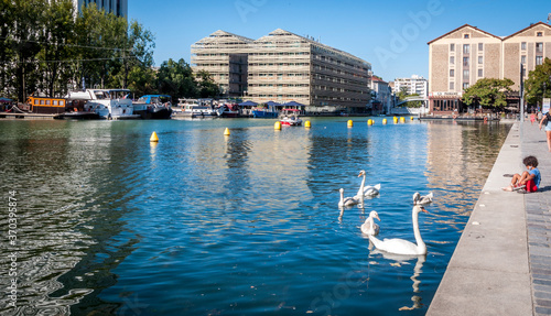 Cygnes au bassin de la Villette à Paris