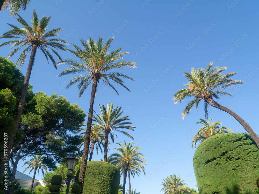 palm trees in the Genoves Park in the bay of Cadiz capital. Andalusia. Spain. Europe. 