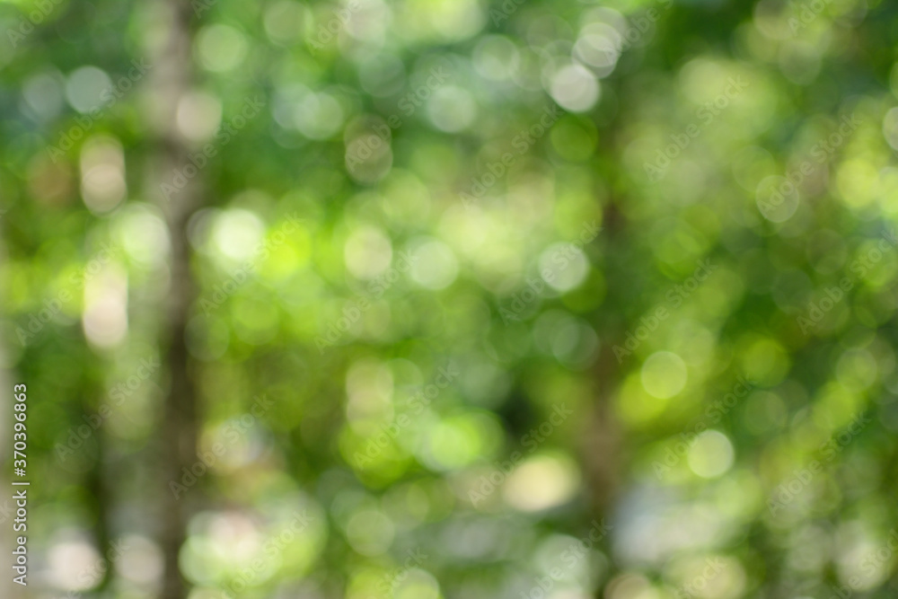 Unfocused image, bokeh of green foliage Unfocused image, bokeh of green foliage