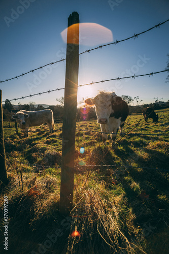 cattle in the fields
