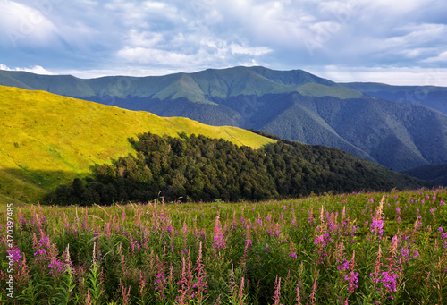 Medicinal plants - Epilobium angustifolium. Amazing summer scenery. A lawn covered with flowers of pink fireweed. Mountain landscape with beautiful sky. Location Carpathian mountain, Ukraine, Europe.