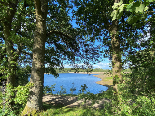 View of Fewston reservoir, from between large old trees, and wild plants in, Fewston, Harrogate, UK © derek oldfield