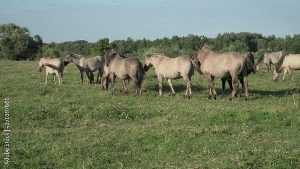 Wild horses in the meadow with green grass. A lifestyle of the beautiful savage animals. Those grazing in the summer pasture. Panoramic landscape view on a sunny day. Wild horses in the meadow with green grass. A lifestyle of the beautiful savage animals. Those grazing in the summer pasture. Panoramic landscape view on a sunny day.