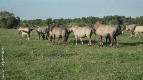 Wallpaper Mural Wild horses in the meadow with green grass. A lifestyle of the beautiful savage animals. Those grazing in the summer pasture. Panoramic landscape view on a sunny day. Torontodigital.ca