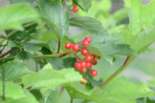 red currant bush