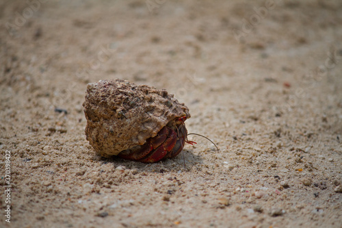 Red hermit crab hiding on the sand on Cozumel's beach