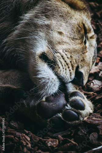 Portrait d'un jeune lion en train de dormir © PicsArt