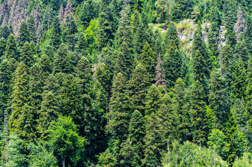 Close up of mountain forest in summertime. Texture of green trees on high ground.