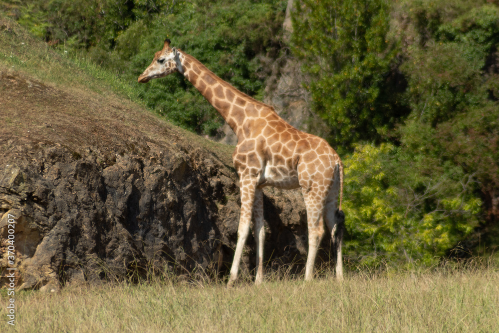 Fototapeta premium Giraffe 1