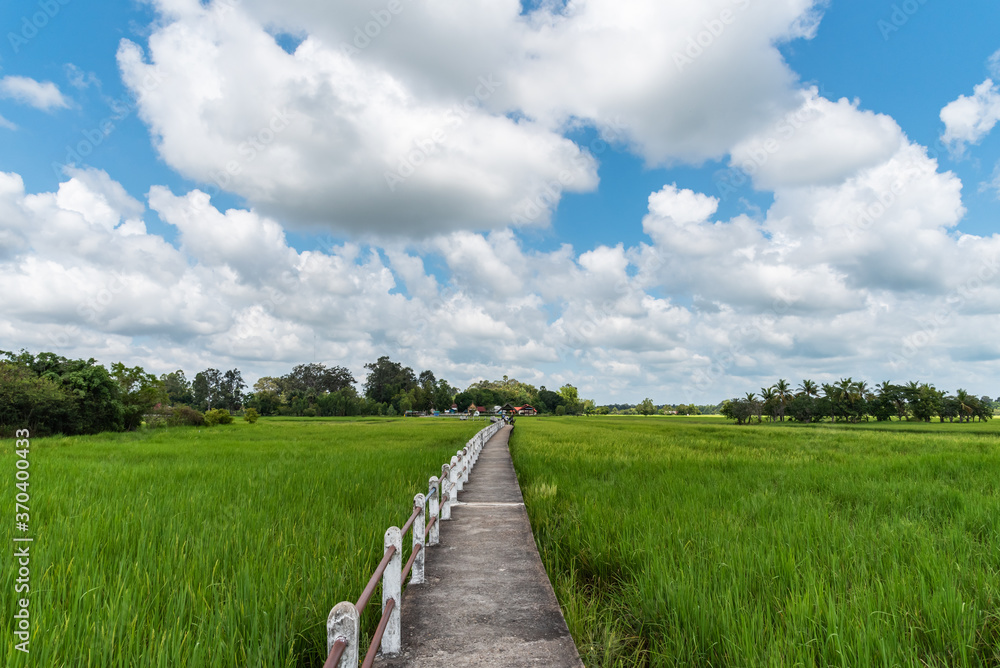 romantic pathway through rice field.