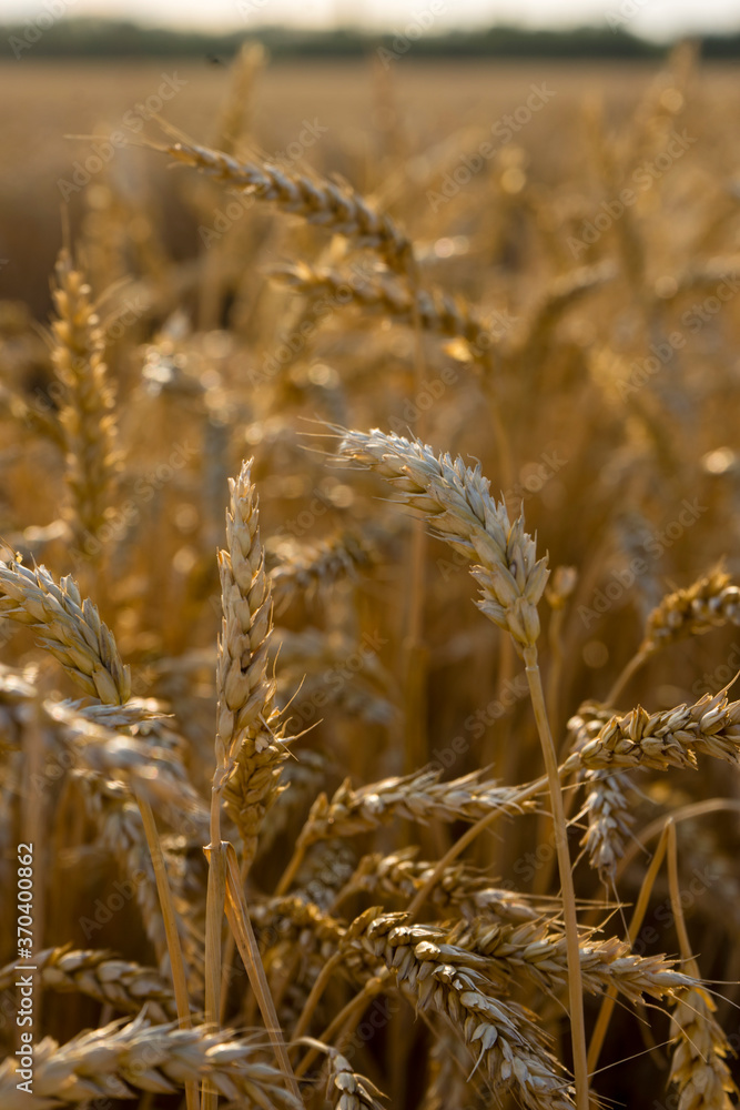 Wheat field close up. Background of ripening ears of meadow wheat field. Rich harvest Concept Wheat field close up. Background of ripening ears of meadow wheat field. Rich harvest Concept