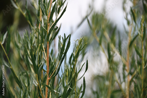 Estragon (Artemisia dracunculus), herbal plant in closeup, macro photography with selective focus and soft bokeh background. Known as Tarragon, it is cultivated for culinary and medicinal purposes. photo