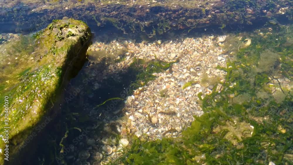 School of fish swim in algae, a group of fish in shallow water near the shore. View from above. Transparent water with sunny reflections. HD video School of fish swim in algae, a group of fish in shallow water near the shore. View from above. Transparent water with sunny reflections. HD video