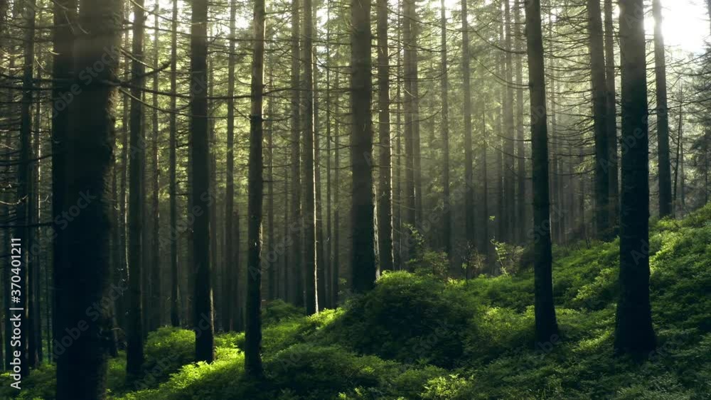 Forest rays green morning nature leaf foliage sun Forest rays green morning nature leaf foliage sun
