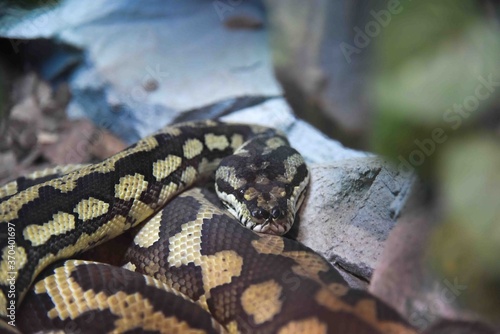 Photography of wild animal, snake 