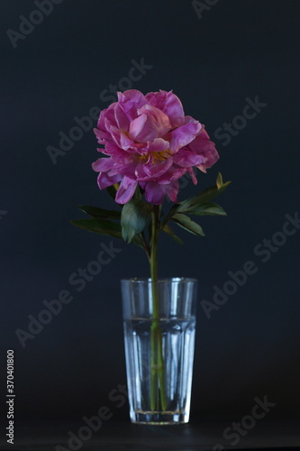 pink peony in a glass beaker on a black background